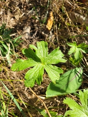 Anemonastrum canadense