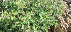 Carlowrightia arizonica