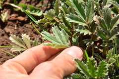 Potentilla hippiana