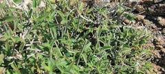 Carlowrightia arizonica