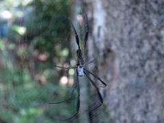 Trichonephila clavipes