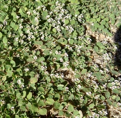 Euphorbia albomarginata