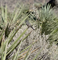 Amphispiza bilineata