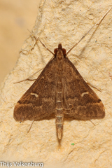 Dolicharthria punctalis