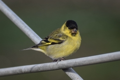 Spinus barbatus