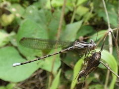 Argia elongata