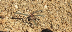 Amaranthus fimbriatus