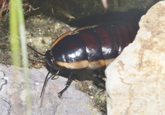 Eurycotis