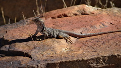 Crotaphytus bicinctores