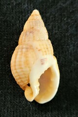 Tritia reticulata