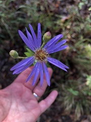 Eurybia spectabilis