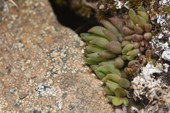 Sedum lanceolatum
