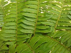 Cyathea atrovirens