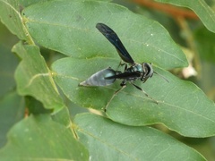 Synoeca septentrionalis