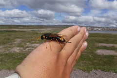 Urocerus flavicornis