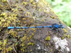 Argia elongata