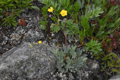 Potentilla glaucophylla