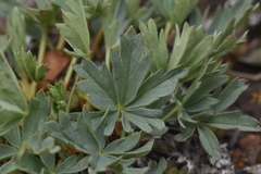 Potentilla glaucophylla