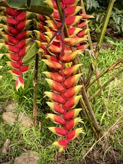 Heliconia rostrata