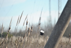 Hymenops perspicillatus