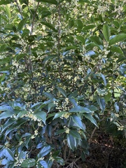 Osmanthus