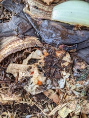 Glischrochilus quadrisignatus