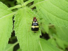 Gynandrobrotica