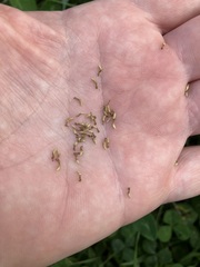 Matricaria chamomilla