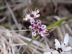 Wurmbea biglandulosa