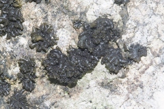 Peltigerales