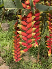 Heliconia rostrata