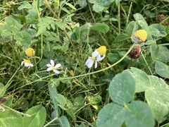 Matricaria chamomilla