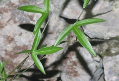 Passiflora pallida