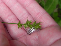 Carex spicata