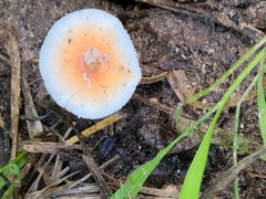 Leucoagaricus rubrotinctus
