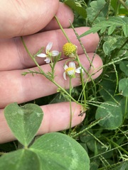 Matricaria chamomilla