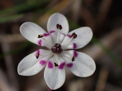 Wurmbea biglandulosa