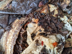 Glischrochilus quadrisignatus