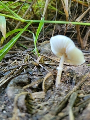 Leucoagaricus rubrotinctus