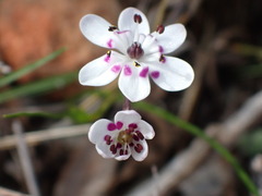 Wurmbea biglandulosa