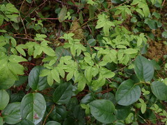 Vaccinium ovalifolium