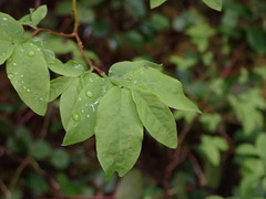 Vaccinium ovalifolium