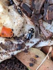 Glischrochilus quadrisignatus