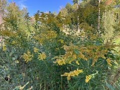 Solidago canadensis hargeri