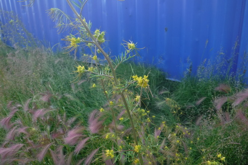 Northern tansymustard (Descurainia sophioides)