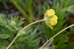 Potentilla glaucophylla