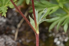 Potentilla glaucophylla