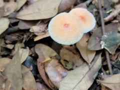 Leucoagaricus rubrotinctus