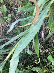 Solidago canadensis hargeri