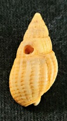 Tritia reticulata